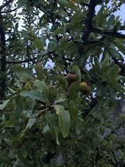 Pyrus spinosa