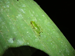 Pristimantis omeviridis