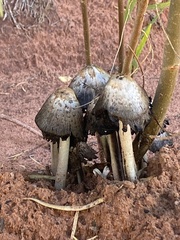 Montagnea arenaria