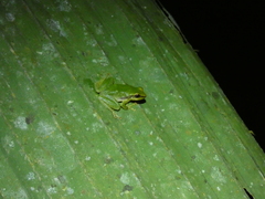 Pristimantis omeviridis