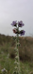 Cynoglossum creticum