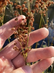 Juncus marginatus