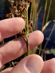 Juncus marginatus