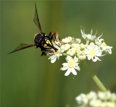 Sphiximorpha garibaldii
