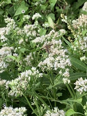 Physocephala sagittaria