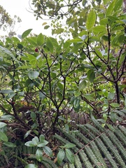 Wikstroemia oahuensis