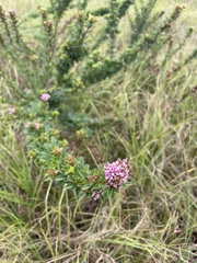 Lespedeza stuevei