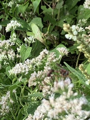 Physocephala sagittaria