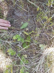 Matelea cynanchoides