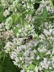 Physocephala sagittaria