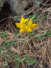 Lotus campylocladus subsp. hillebrandii image