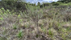 Grazielia brevipetiolata
