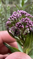 Grazielia brevipetiolata