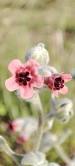 Cynoglossum cheirifolium