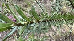 Grazielia brevipetiolata