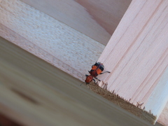 Enoclerus ichneumoneus