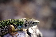 Lacerta pamphylica