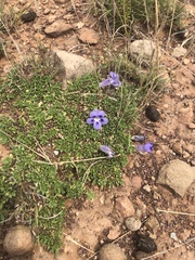 Aptosimum procumbens