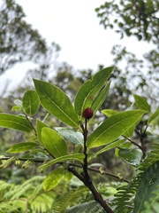 Wikstroemia oahuensis