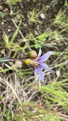 Sisyrinchium micranthum