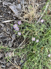 Spergula