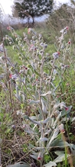 Cynoglossum cheirifolium