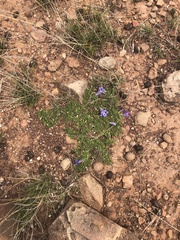Aptosimum procumbens