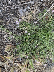 Spergula