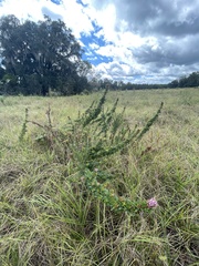 Lespedeza stuevei