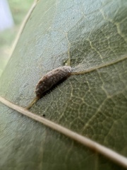 Macrodiplosis majalis