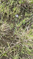 Sisyrinchium micranthum