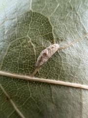 Macrodiplosis majalis