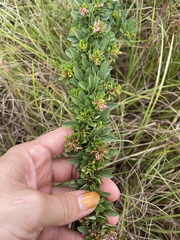 Lespedeza stuevei