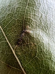 Macrodiplosis majalis