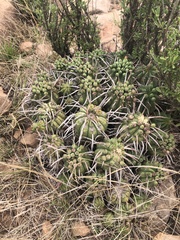 Euphorbia ferox
