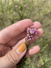 Lespedeza stuevei