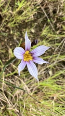 Sisyrinchium micranthum