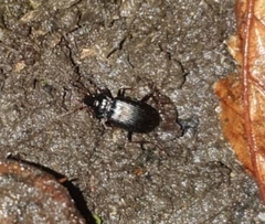 Nebria brevicollis