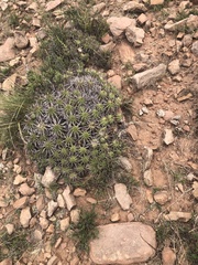 Euphorbia ferox
