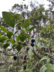 Gentianales