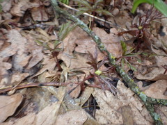 Anemonoides ranunculoides