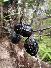Gentianales