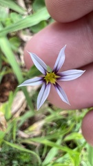 Sisyrinchium micranthum