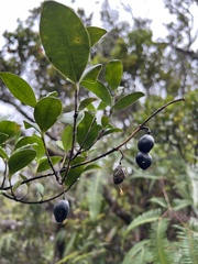 Gentianales