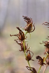 Hypericum perforatum perforatum