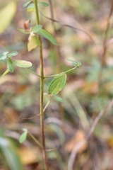 Hypericum perforatum perforatum