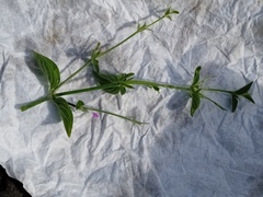 Dicliptera peduncularis