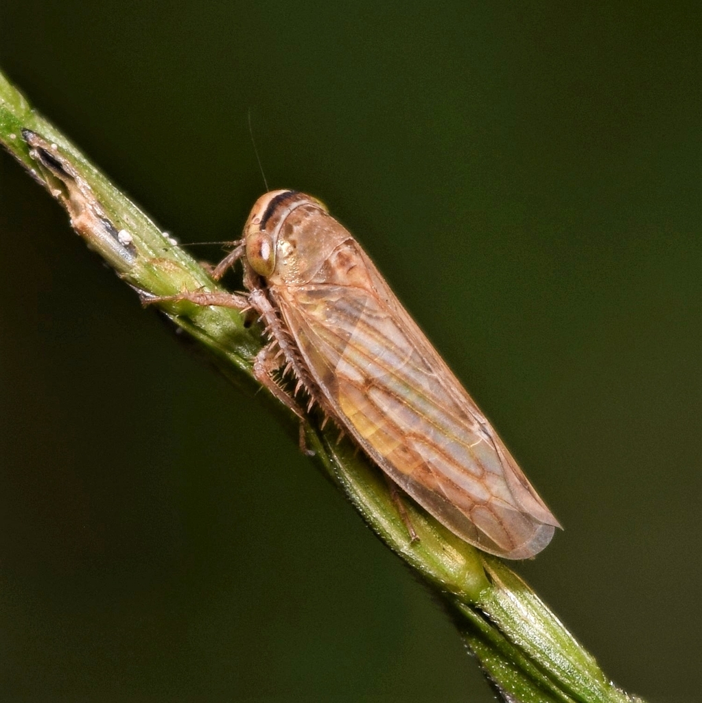 Exitianus capicola Insect Vectors of Plant Disease