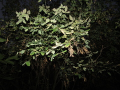 Laburnum × watereri