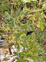 Limenitis arthemis arizonensis